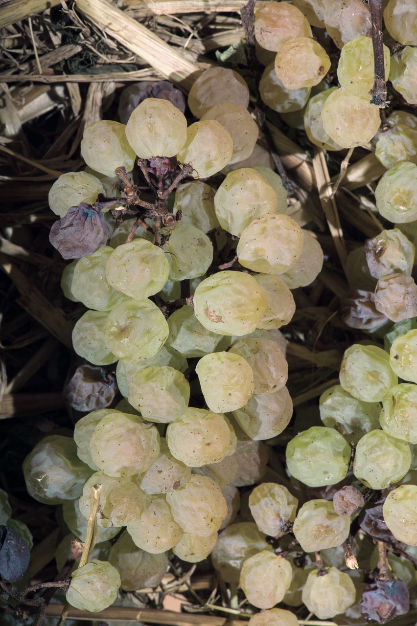 Vignoble Technique Vin de paille VDP-0008